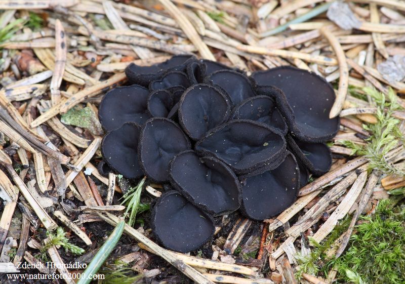 Ušíčko černé, Pseudoplectania nigrella (Houby, Fungi)